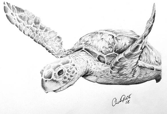 how to draw a realistic sea turtle
