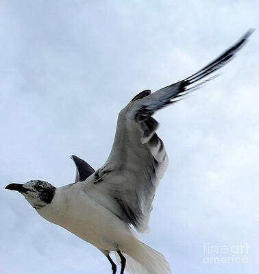 Seagull in Flight II by Jeanne Forsythe Seagull in Flight II by Jeanne Forsythe