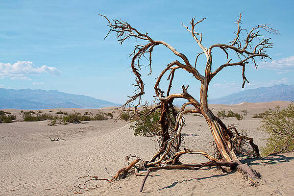 Wall Art - Photograph - Sentinel of the Dunes by Kristia Adams