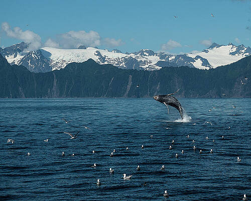Seward Whale Breach by Ian Johnson Seward Whale Breach by Ian Johnson