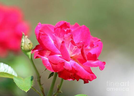 Sweet Pea Pink Rosebud by Diann Fisher