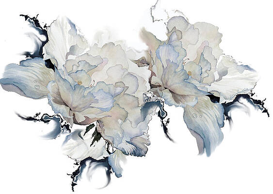 Shades Of White Peony by Hanne Lore Koehler Shades Of White Peony by Hanne Lore Koehler