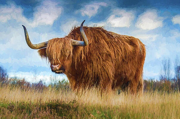Wall Art - Digital Art - Shaggy Highland Cow by Roy Pedersen