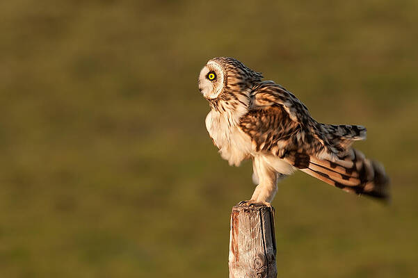 Wall Art - Photograph - Shaking Short-eared Owl by Roeselien Raimond