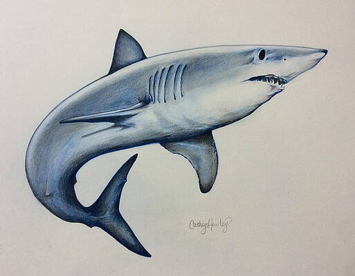 Mako Drawings for Sale - Fine Art America