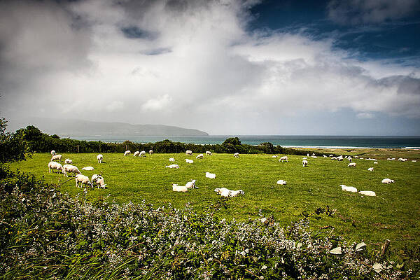 Green Photograph - Sheep And Hedgerows by Mark Callanan