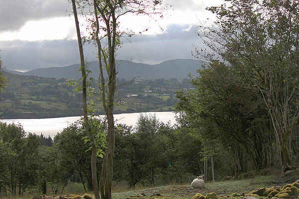 Sheep near Lough Eske by John Moyer Sheep near Lough Eske by John Moyer
