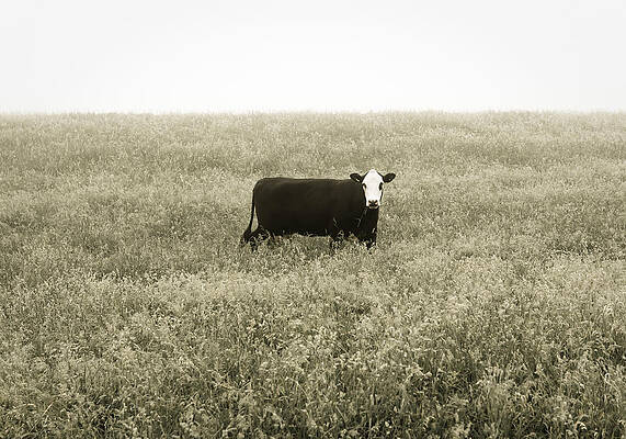 Shelburne Cow by Dave Schmidt Shelburne Cow by Dave Schmidt