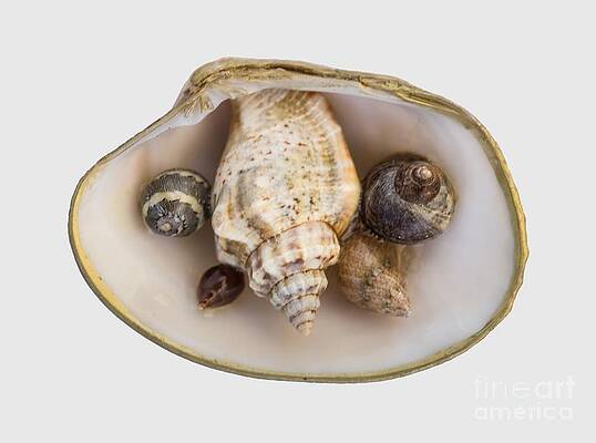 Shells Within a Sea Shell by Em Witherspoon Shells Within a Sea Shell by Em Witherspoon