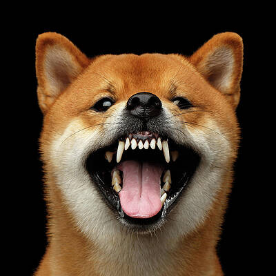 Mad Dog Art Fine Art America