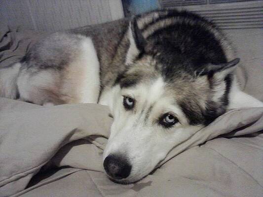 Siberian husky  by Morgan Steed