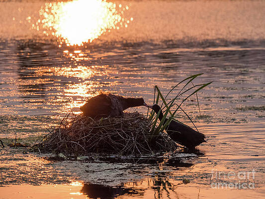 Silhouette of nesting Coots - Fulica atra - at sunset on golden po by Paul Farnfield Silhouette of nesting Coots - Fulica atra - at sunset on golden po by Paul Farnfield