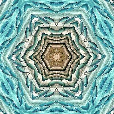  Digital Art - Silver Fish Kaleidoscope by Annette Kirchgessner