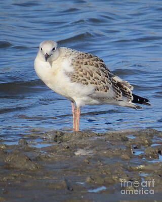 Silver Gull Juvenile by Evie Hanlon Silver Gull Juvenile by Evie Hanlon