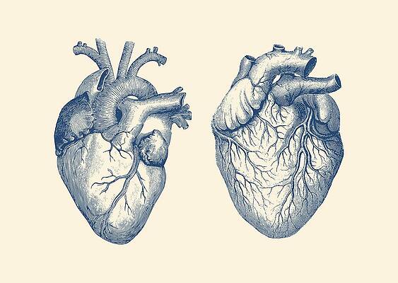 Anatomical Heart Drawings Fine Art America