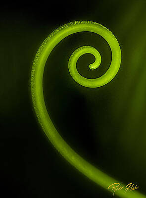 Wall Art - Photograph - Simplicity Nature's Fibonacci by Rikk Flohr