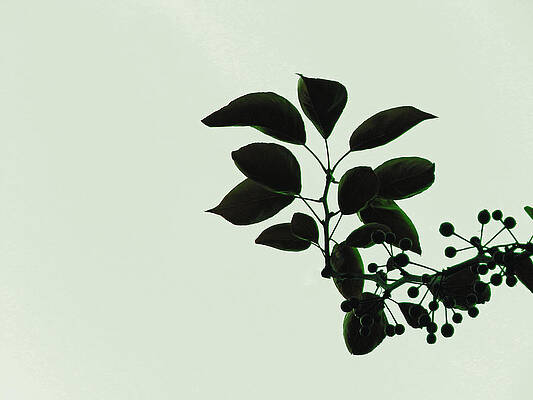 Wall Art - Photograph - Simplistic Design by Jan Gelders