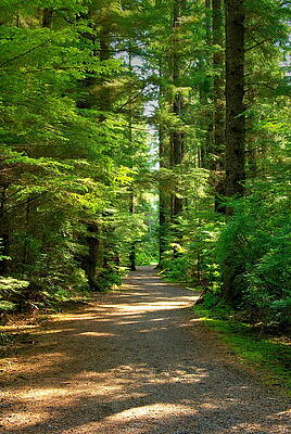 Wall Art - Photograph - Sitka Forest Path by David Andersen