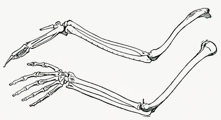 Brenton Depue - Bird Skeleton