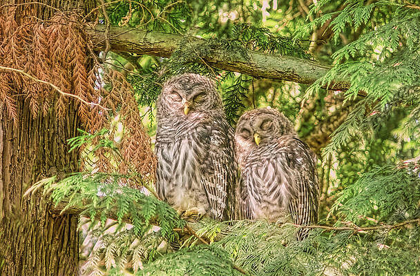 Wall Art - Photograph - Sleeping Barred Owlets by Jennie Marie Schell