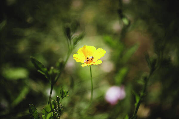 Sleeping Bee by Allan Nieva Sleeping Bee by Allan Nieva