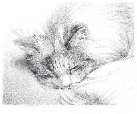 Long Haired Cat Drawings Fine Art America