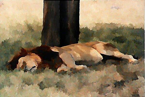 Sleeping Lion by Jeff Comer