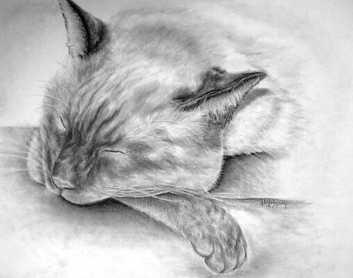 Siamese Cat Drawings Fine Art America