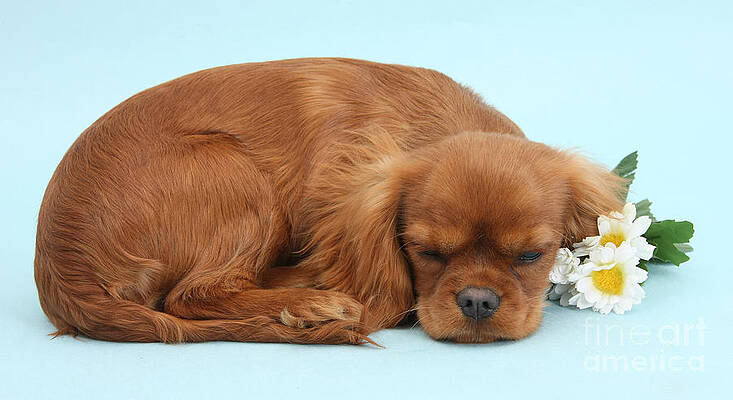 Wall Art - Photograph - Sleepy Cavalier by Warren Photographic