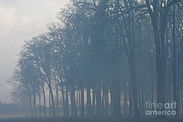 Smoked Trees by Marcel Stevahn Smoked Trees by Marcel Stevahn