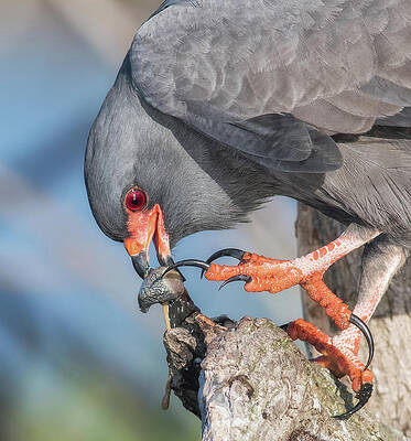 Snail Kite Snacking by Georgia Wilson Snail Kite Snacking by Georgia Wilson