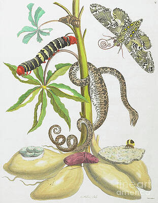Рисунок дикого цветка - Змея, гусеница, бабочка и насекомые на растении работы Марии Сибиллы Графф Мериан