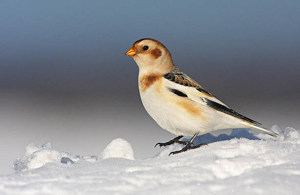 Wall Art - Photograph - Snow Bunting (plectrophenax Nivalis) by Mircea Costina