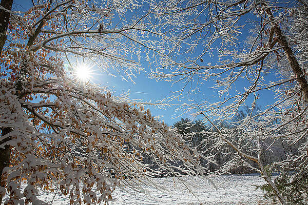 Snow Day by Jim Neal Snow Day by Jim Neal