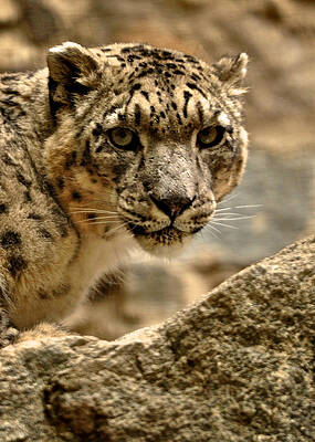 Wall Art - Photograph - Snow Leopard by Matt MacMillan