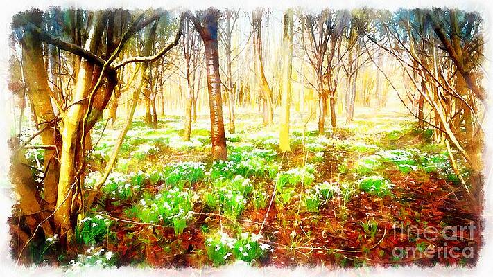 Snowdrops in the forest by Mick Flynn Snowdrops in the forest by Mick Flynn