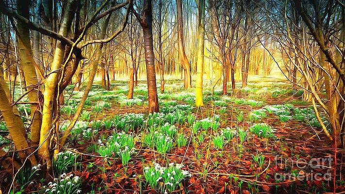 Snowdrops in the woods by Mick Flynn Snowdrops in the woods by Mick Flynn