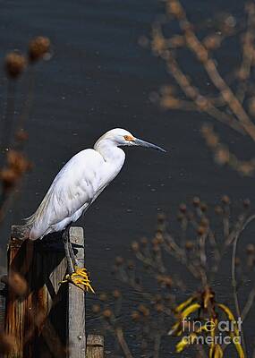 Snowy Egret Fishing Hole by Sharon Woerner Snowy Egret Fishing Hole by Sharon Woerner