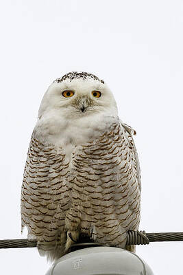 Wall Art - Photograph - Snowy On A Wire by Michael Hubley