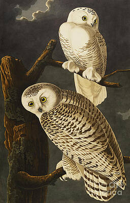 Wall Art - Drawing - Snowy Owl by John James Audubon