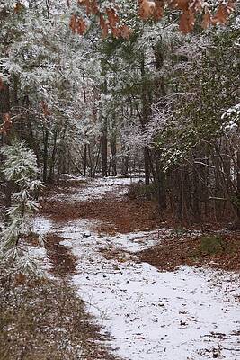 Snowy Woods Trail by Daniel Childs