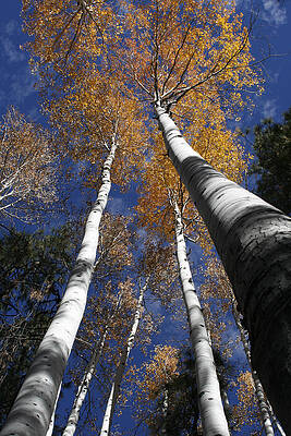 Soaring Aspens by MH Ramona Swift
