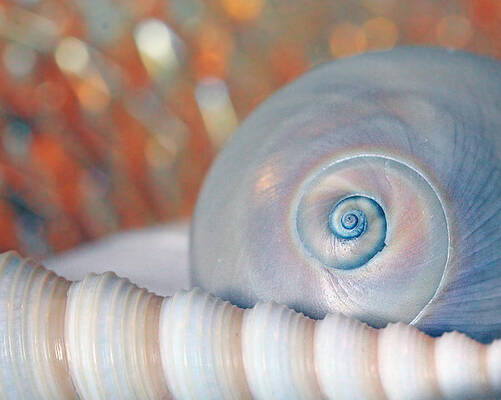 Wall Art - Photograph - Soft Colored Shells by Angela Murdocks