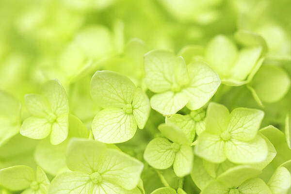 Wall Art - Photograph - Soft Green Hydrangea by Iris Richardson