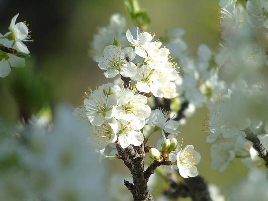 Softly Blooming by Barbara St Jean Softly Blooming by Barbara St Jean