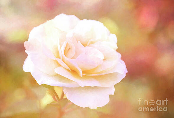 Wall Art - Photograph - Solstice Rose by Anita Pollak