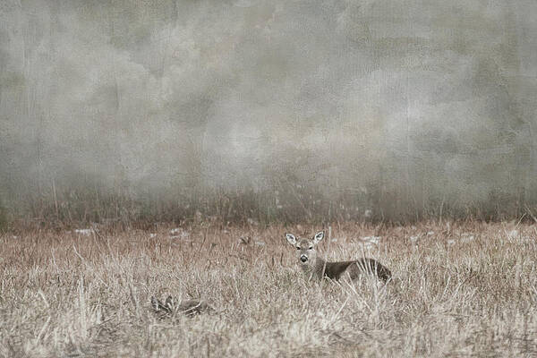 Wall Art - Photograph - Soothing Rest by Jai Johnson