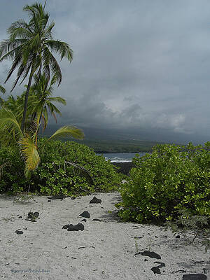 South Kona Morning  by Michele Ross