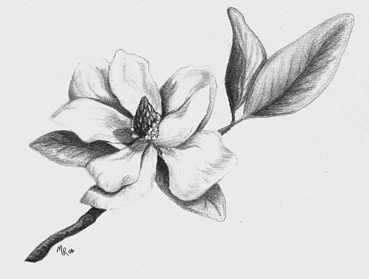How to Draw a Magnolia Flower - A Step-by-Step Flower Art Tutorial