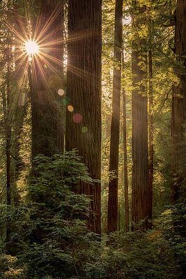 Sparkle in the Redwoods by Jon Ares Sparkle in the Redwoods by Jon Ares